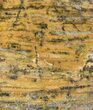 Strelley Pool Stromatolite - Billion Years Old #62751-1